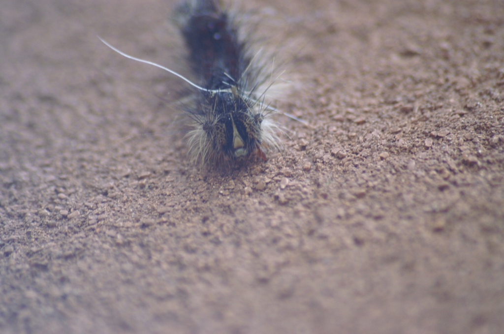 correggetemi se sbaglio.. - larva di Lymantria dispar